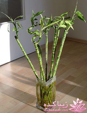 گیاهان آپارتمانی 